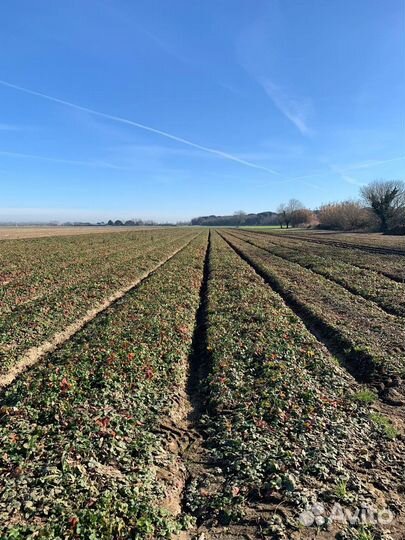 Клубничный бизнес