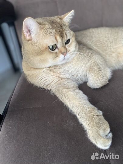 Шотландский кот вязка