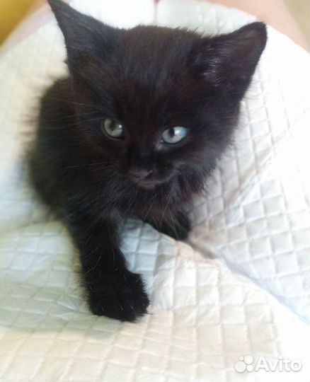 Котёнок мальчик