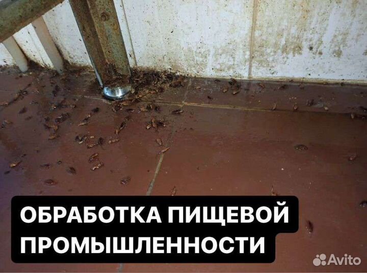 Дезинфекция дератизация дезинсекция