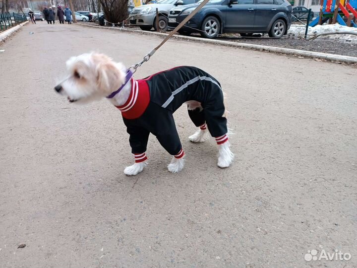 Пошив одежды для собак и кошек