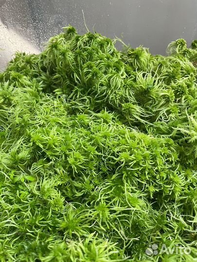 Мох сфагнум живой
