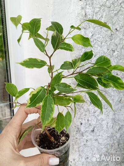 Фикус пестролистный 1.5 м