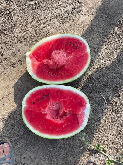 Арбуз каристан