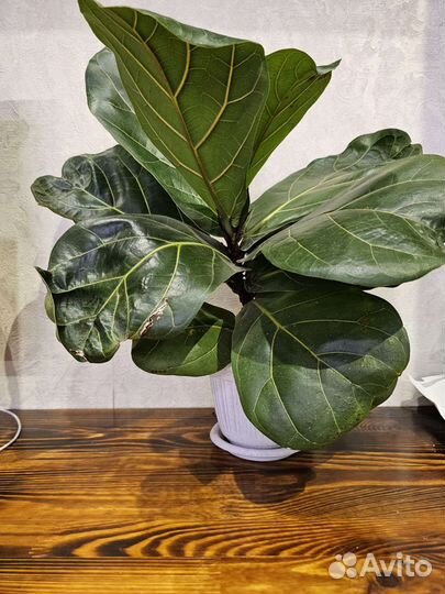 Фикус Лирата Колумнарис