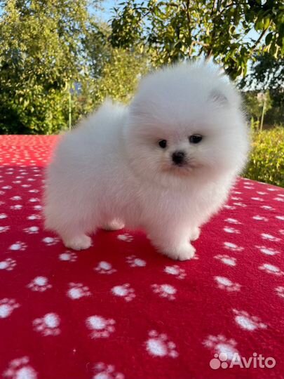 Шпиц щенок девочка