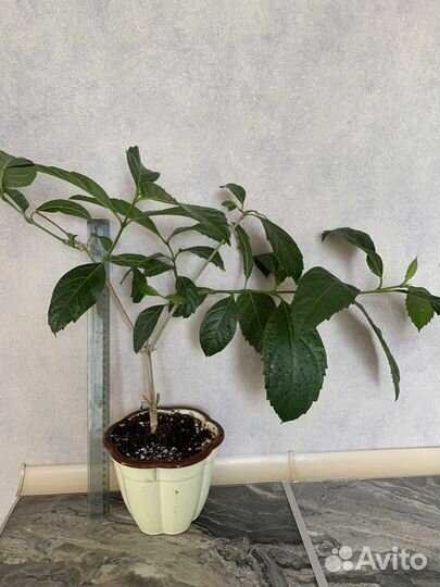 Цитарексилум