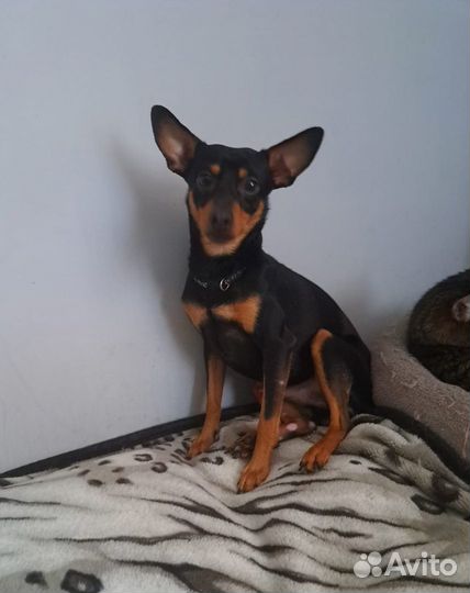 Небольшой пёсик в добрые руки