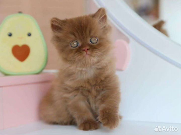 Британский шоколадный котенок