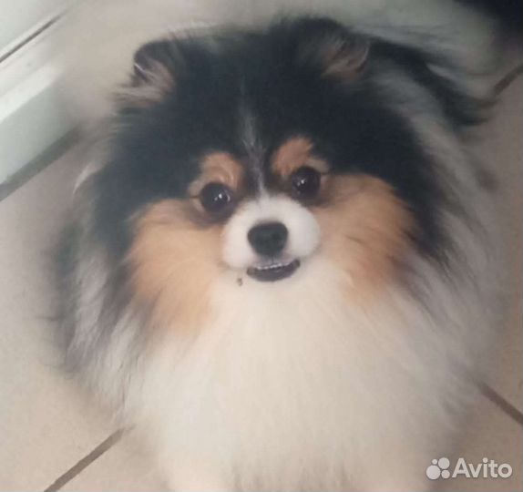 Вязка шпиц триколор