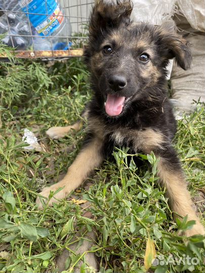 Щенок в добрые руки бесплатно