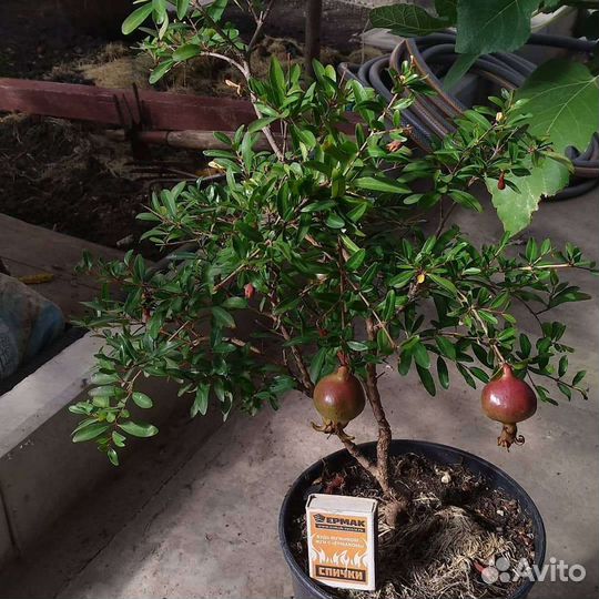 Гранат (Punica)