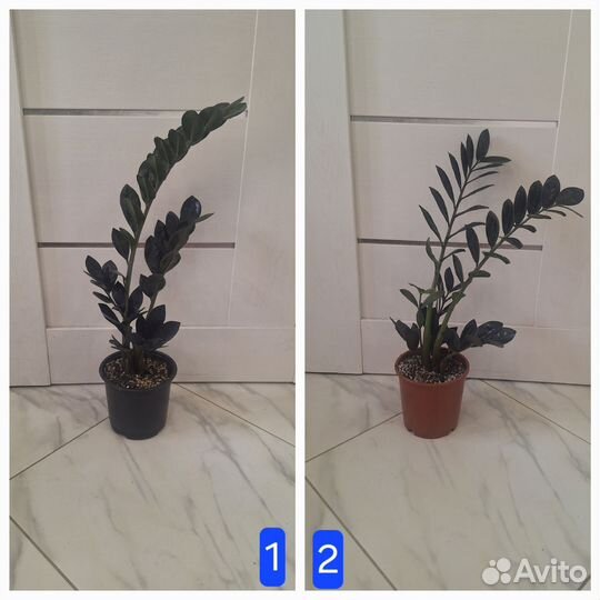 Замиокулькас Равен