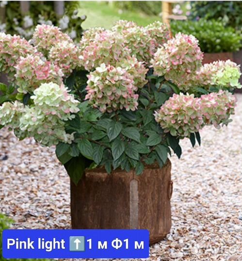 Гортензия метельчатая