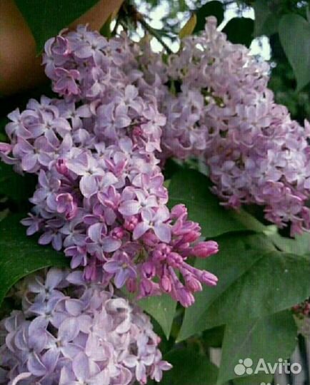 Декоративные кустарники и деревья для сада