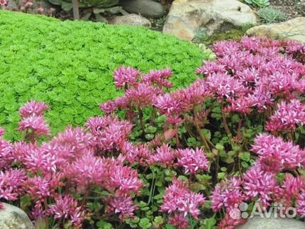 Почвопокровные многолетники