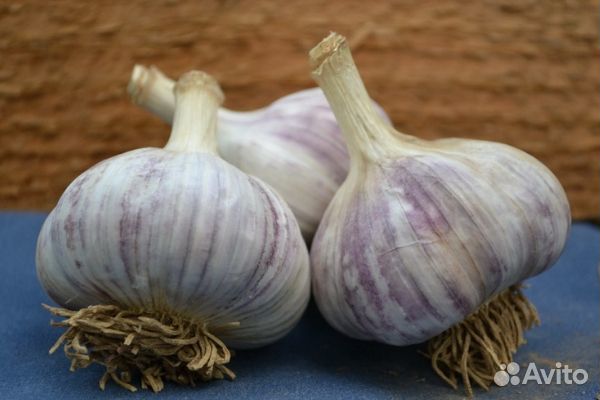 Чеснок зимний крупный на посадку