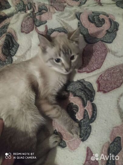 Кошка