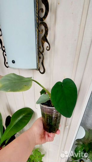 Комнатные цветы