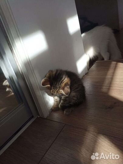 Котенок 2 месяца