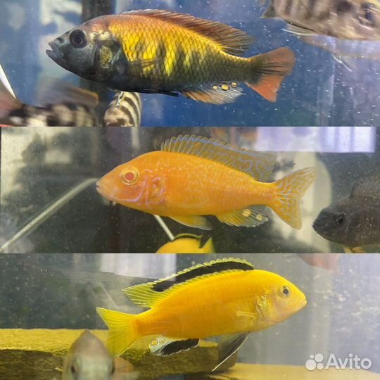 Аквариумные Рыбки.Гуппи Цихлиды.Теодоксусы