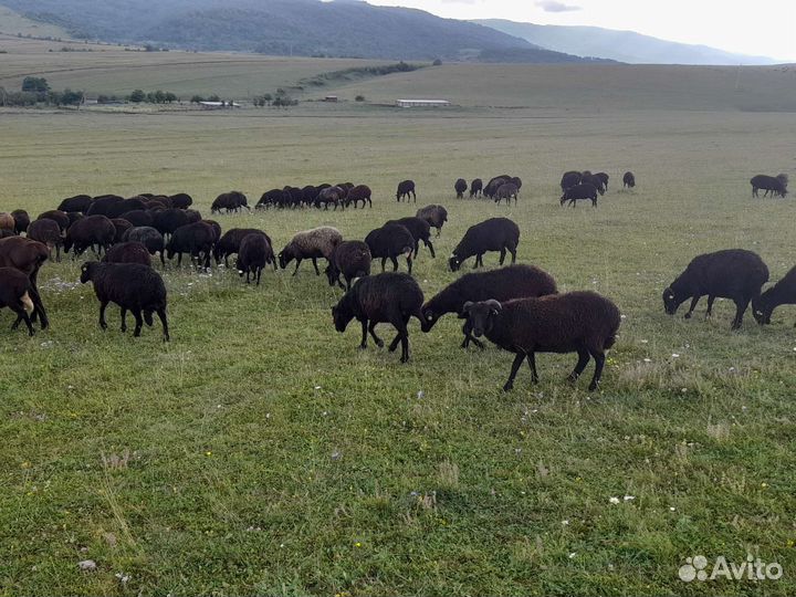 Овцы барашки