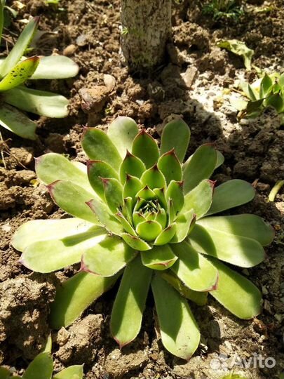 Семпервивум Молодило Каменная роза для флорариума