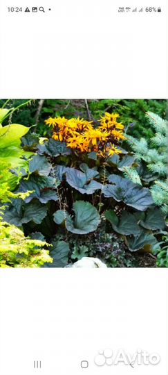 Многолетние растения для сада