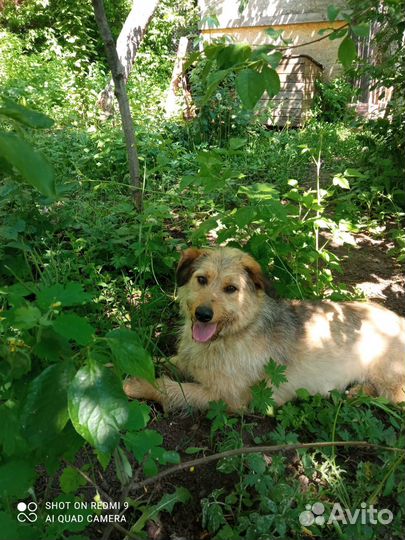 Собака в добрые руки