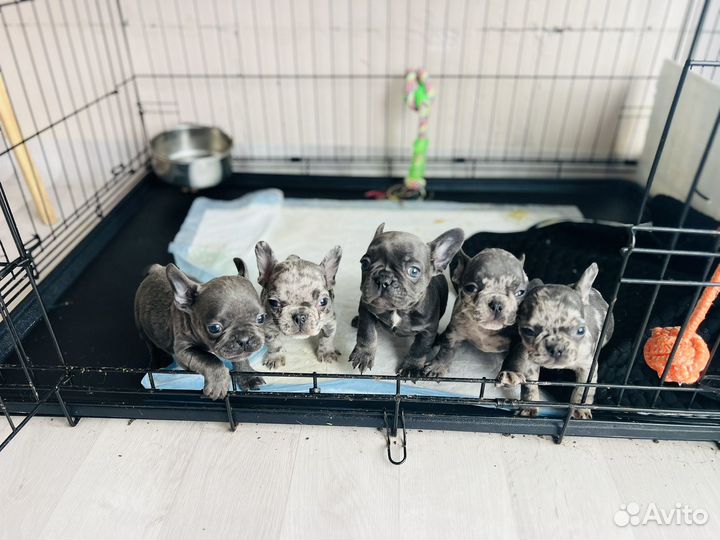 Щенки французкий бульдог