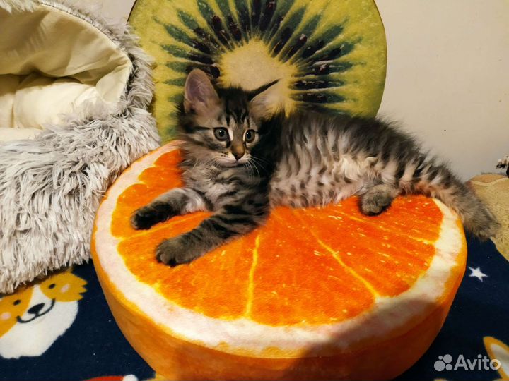 Малышка ищет дом