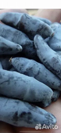 Саженцы жимолости