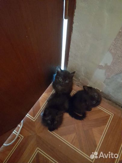Кошка в дар бесплатно