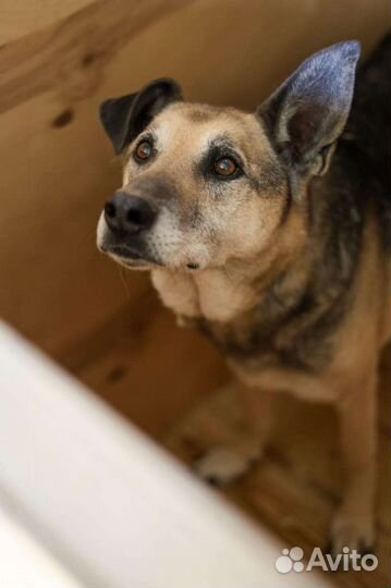 Умный пес из приюта в добрые руки