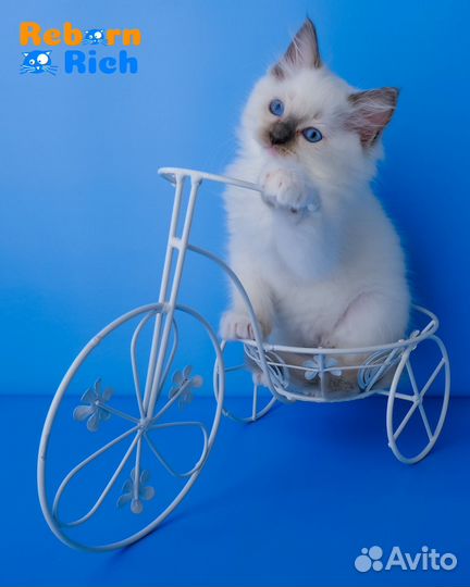 Рэгдолл (ragdoll) котенок-девочка от питомника