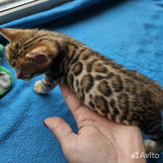 Бенгальский мальчик