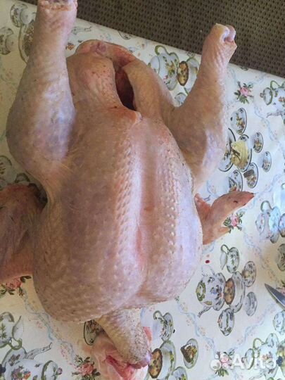 Мясо домашней индейки