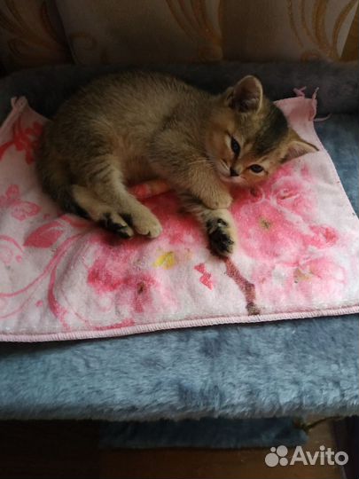 Шотландские котята