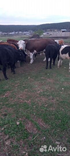 Бычки 72 голов