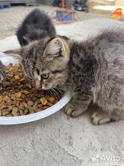 Котята бесплатно
