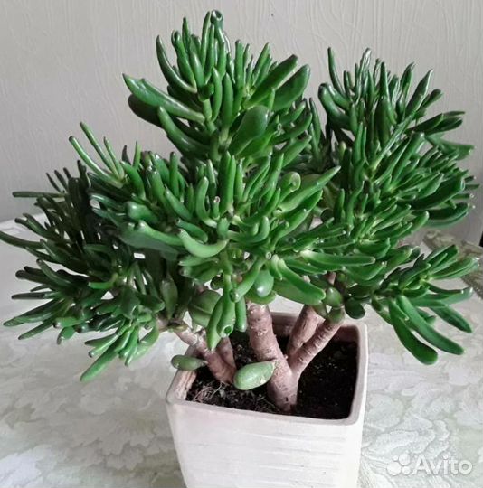 Толстянка хоббит