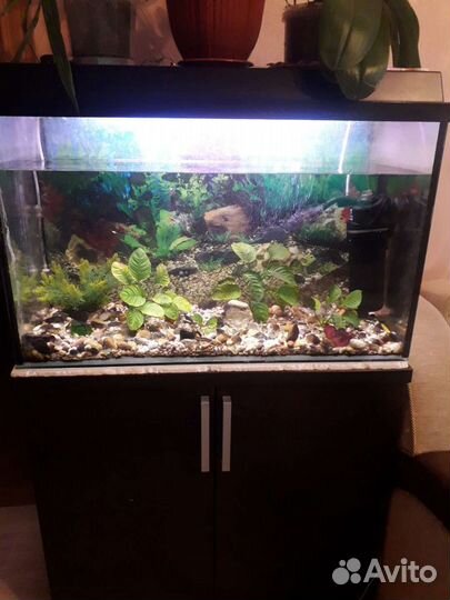 Аквариум