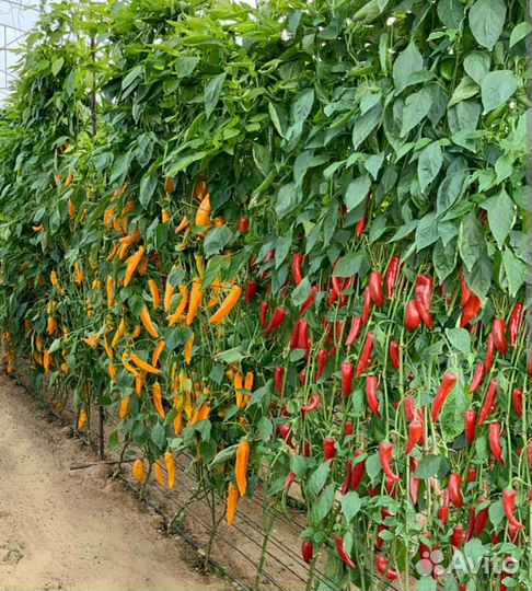 Перец забор