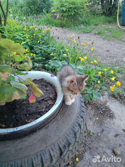 Кошка в дар бесплатно