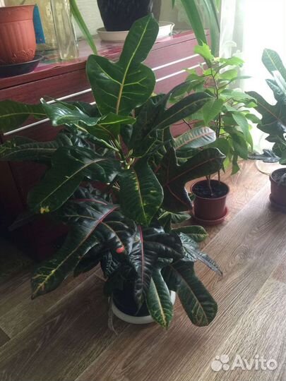 Кодиеум кротон