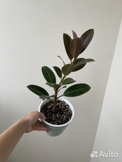 Фикус эластика мелани