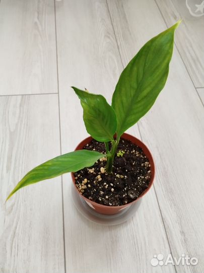 Спатифиллум