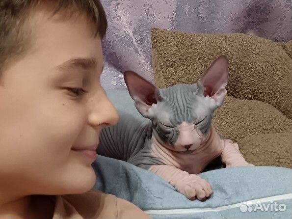 Канадский сфинкс