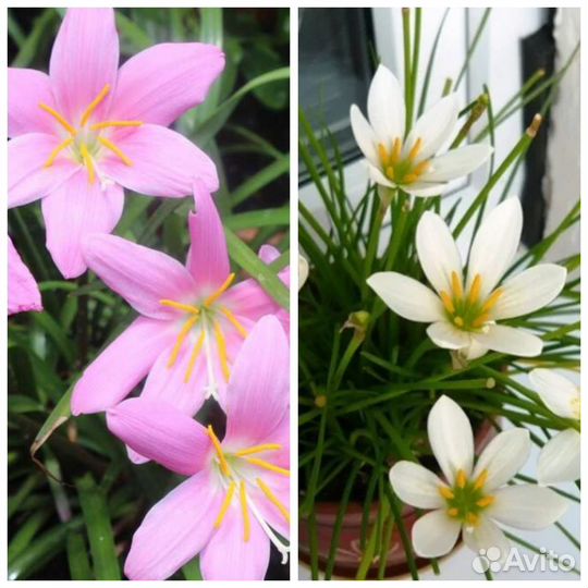Зефирантесы белый и розовый