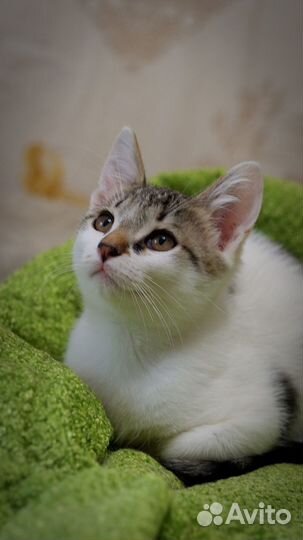Котенок Веня в добрые руки